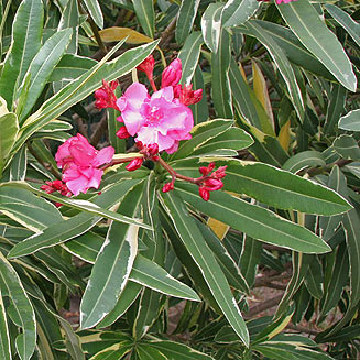 Oleander